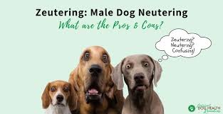 Maybe you would like to learn more about one of these? Non Surgical Male Dog Neutering Zeutering Pros And Cons