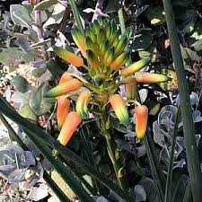 Image result for Aloe cooperi