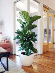 Table Top Picks 8 Plants For Your Office Life X The Sill Theory Of Place Indoor Plants Plant Decor Office Plants