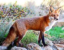 512 x 387 jpeg 91 кб. Red Fox Facts Habitat Diet Reproduction Feral Fox Vulpes Vulpes