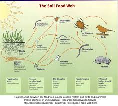A food chain is a linear,. Soil Food Web Wikipedia