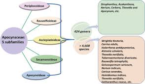 Image result for Apocynaceae subfamily Periplocoideae