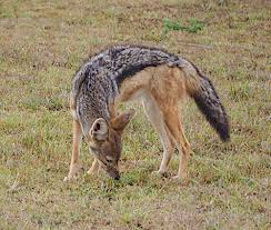 Once the world's most wanted terrorist, ilich ramírez sánchez, better know as carlos the jackal, faces a new trial in paris over four bombings in france. The Lion And The Jackal Reflections On Technology Media Culture