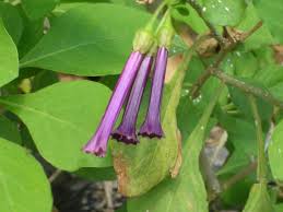 Image result for Iochroma