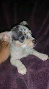 Check spelling or type a new query. Male Merle Chihuahua Puppy For Sale In Sophia North Carolina Classified Americanlisted Com
