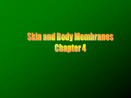 Name:_____ color the connective tissue matrix. Body Membranes Cover Body Surfaces Line Body Cavities Form Protective Sheets Around Organs Two Types Of Body Membranes Epithelial Membranes Connective Ppt Download