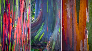 The Vivid Colors of a Rainbow Eucalyptus Tree