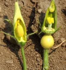Pumpkin And Squash Production Planting Pumpkins Pumpkin Flower Healthy Garden