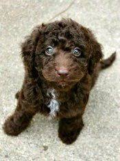 Maybe you would like to learn more about one of these? Australian Labradoodle Breeder Labradoodle Puppies In South Carolina For Sale Georgia North Carolina Sc