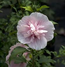 Image result for Hibiscus syriacus ´Pink Chiffon