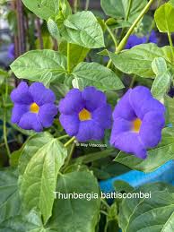 Image result for Thunbergia battiscombei