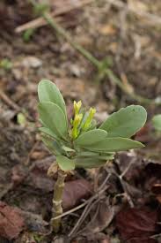 Image result for Kalanchoe crenata