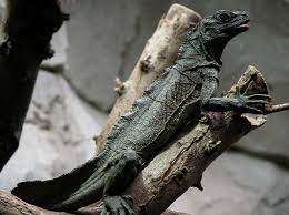 Maybe you would like to learn more about one of these? Hydrosaurus Wikipedia