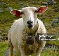 401 Sheep With Ear Tags Stock Photos and High-Res Images ...