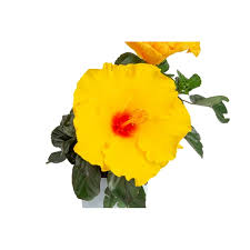 Image result for Hibiscus seineri