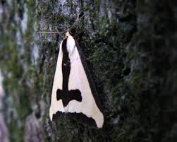 Image result for Haplocoelum