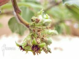 Image result for Raphionacme procumbens