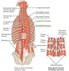 They are attached to the spine in the back. Intrinsic Back Muscles Anatomy Of The Torso Medical Library