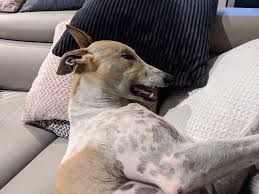 They're a vastly overlooked breed, so many (thousands) dying every year. Wa Greyhounds As Pets Home Facebook