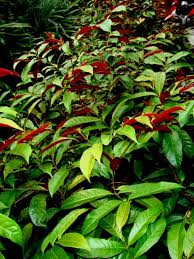 Image result for Excoecaria