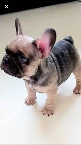Many factors play a part in determining how many puppies do dogs have or will have in the… having too many puppies in a litter becomes problematic for smaller dogs and leads to stillborn. Pin On Many Loves
