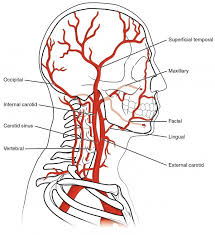 The carotid arteries are major blood vessels in the neck that supply blood to the brain, neck, and face. Neuroanatomy Blood Supply Of The Brain Online Medical Library