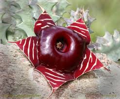 Image result for Monsonia senegalensis