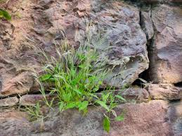 Image result for Arthraxon lancifolius