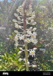 Image result for Drimia calcarata