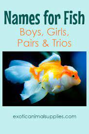 Funny fish names for your first fish. 300 Names For Fish Funny Unique Names For Boys Girls Exotic Animal Supplies