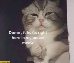Cat Damn It Hurts Right Here In My Meow Meow Starecat Com