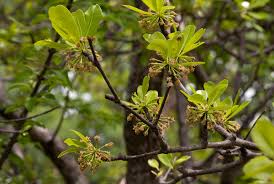 Image result for Manilkara mochisia