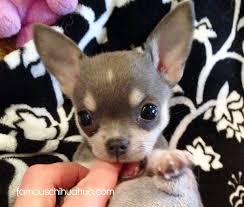 Famous Chihuahua Teacup Chihuahua Puppies Chihuahua Puppies Cute Chihuahua