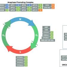 Maybe you would like to learn more about one of these? The Generalised Plant Cell Cycle Showing The Core Cell Cycle Genes And Download Scientific Diagram