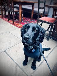 This is George, our permanent foster dog who has now lived with Liz for the  past Twelve and a half years. George lost Kate his beloved mentor and best  friend just before