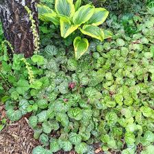 Image result for Polystachya walravensiana