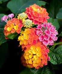 31 Flowers Beginning With L Flowers Beautiful Flowers Lantana Camara