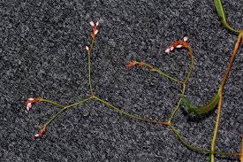 Image result for Persicaria strigosa