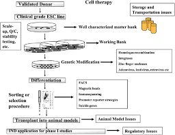 The process and triggers for aging. Flow Chart Of The Cell Culture And Gene Targeting Process Download Scientific Diagram