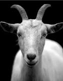 Les bienfaits du lait de chèvre en cosmétique - Lothantique