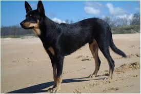For more information about the australian kelpie visit our purebred site. Australian Kelpie Breed Info And Care