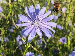 Maybe you would like to learn more about one of these? Cicoria Selvatica I Fiori Azzurri Li Mangio D Estate Natura In Mente Calliopea