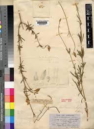 Image result for Centemopsis filiformis