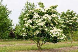 Image result for Cornus