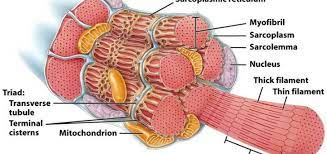 T Tubules Science Online