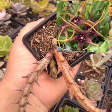 Image result for Orbea caudata