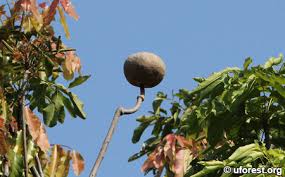 Image result for Khaya grandifoliola