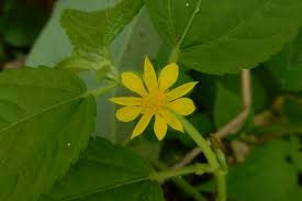 Image result for Corchorus