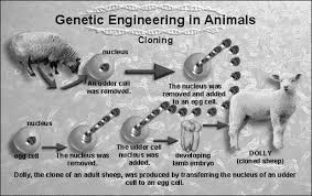 Coming soon (cloning and gmos) d. Https Mdc Edu Wolfson Sciencecenter Docs Biology Test4 Geneticengineering Pdf