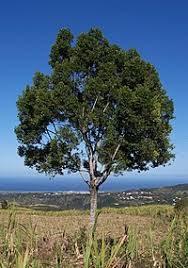 Image result for Elaeodendron matabelicum